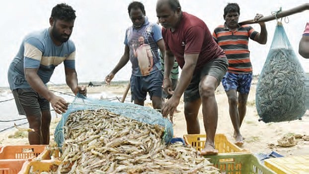 A shrimp farm in Nellore, Andhra Pradesh (photo: Getty Images)