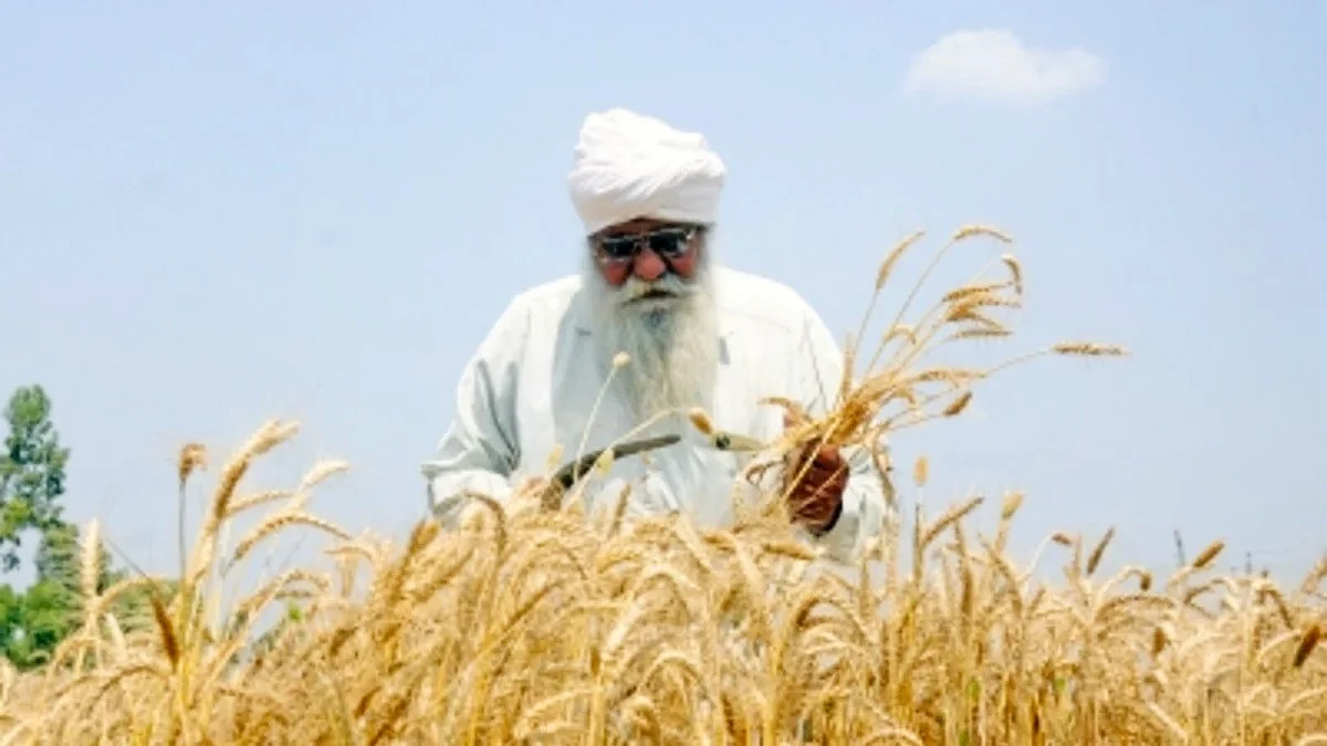 Representative image of a wheat farmer