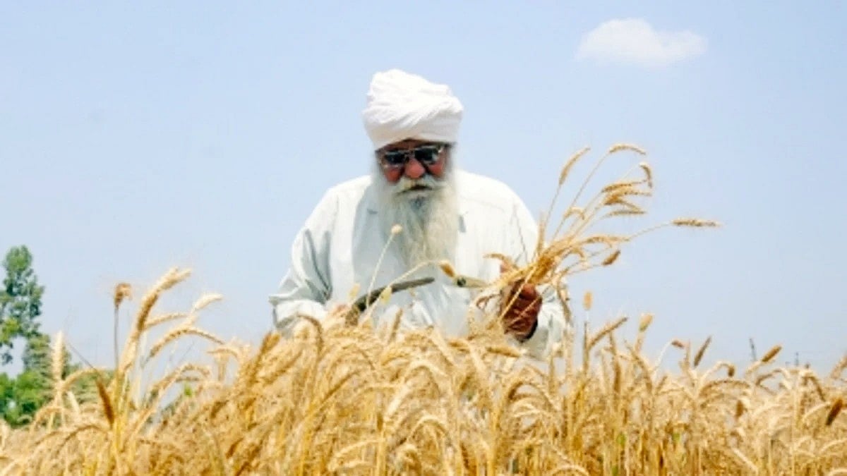 Representative image of a wheat farmer