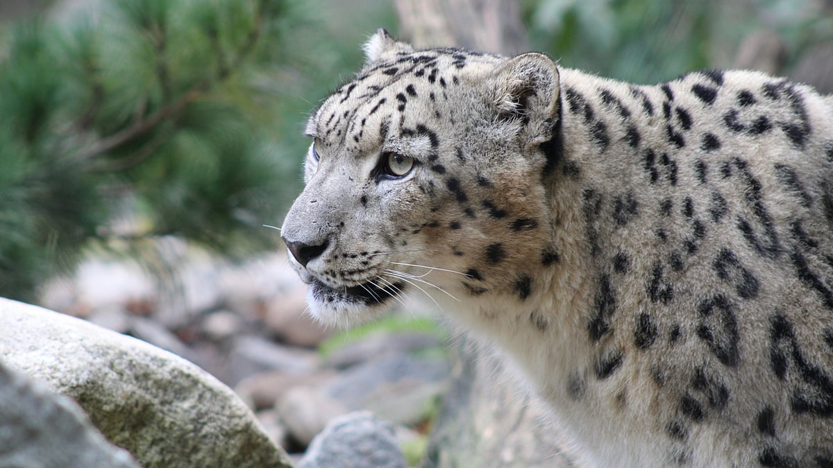 Snow leopard amid rocks and evergreens, almost blending into the bleached browns of the Himalayan slopes 