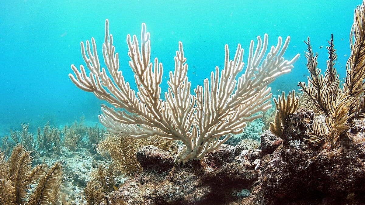 Ocean acidification breaches critical limit, pushes planet beyond safety threshold: Report