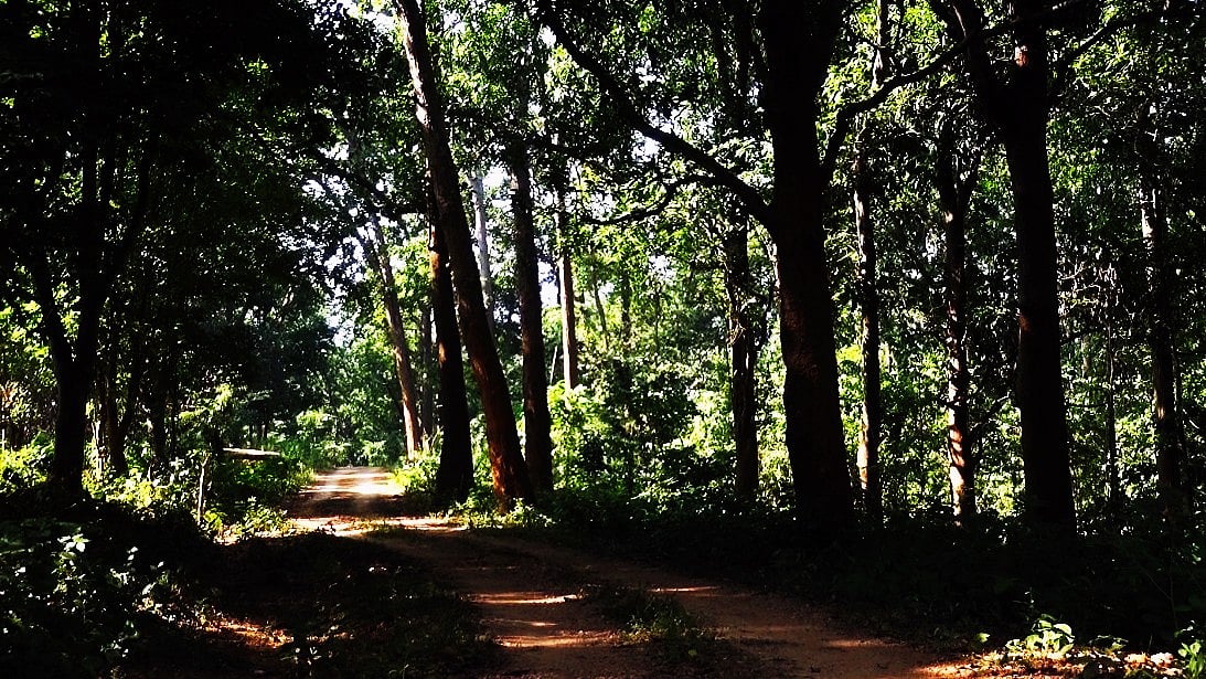 Part of Saranda forest