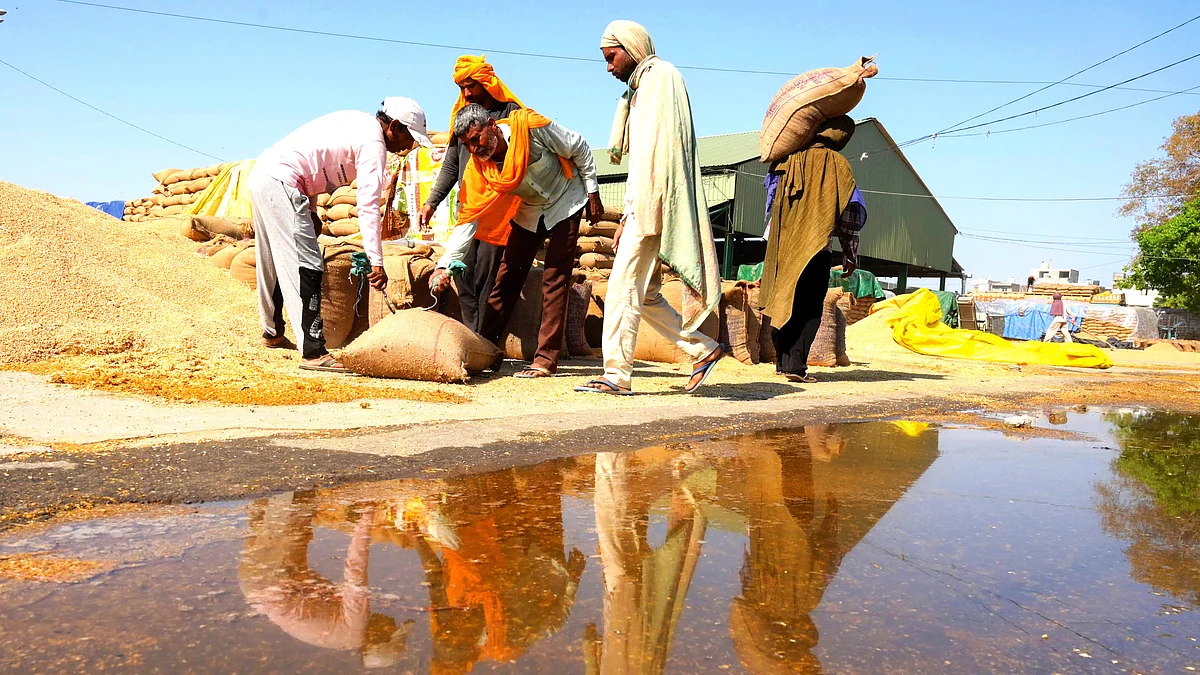 Bitter harvest for India’s paddy farmers