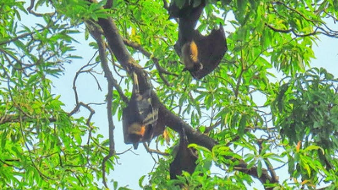 The bats of Perambur