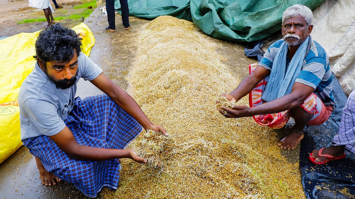 Farmers with grains that began to sprout after being soaked by rain, in Tiruchirappalli.