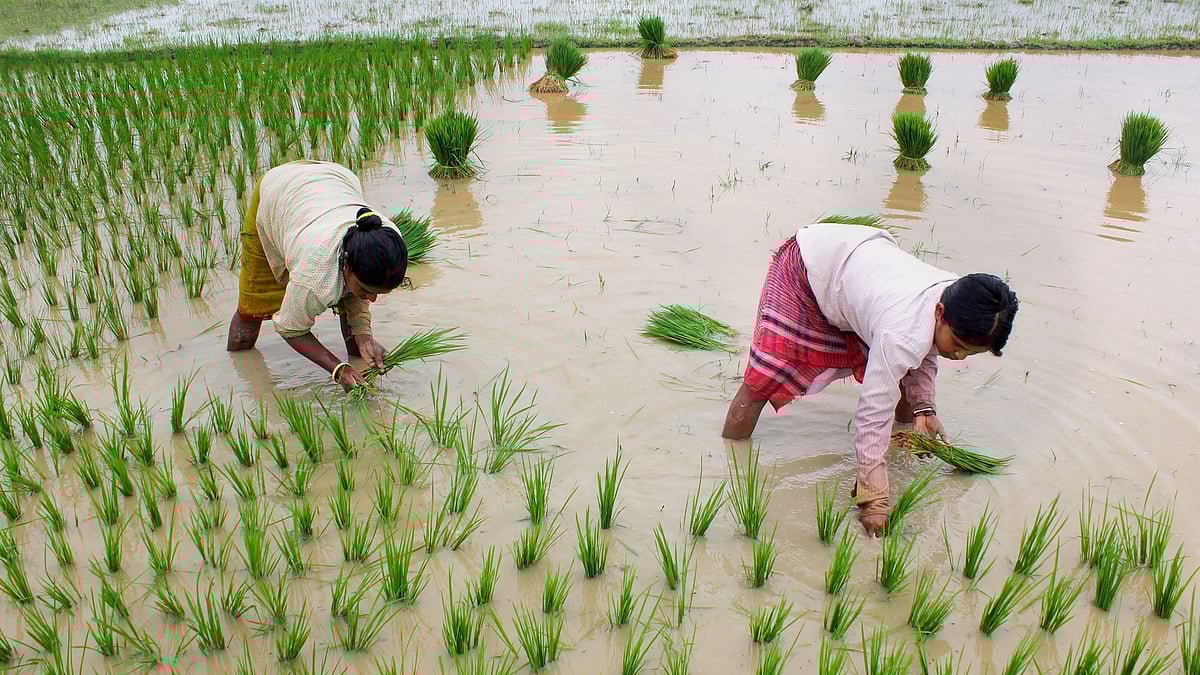 Record rainfall distortions in 2025 monsoon affect India’s agriculture