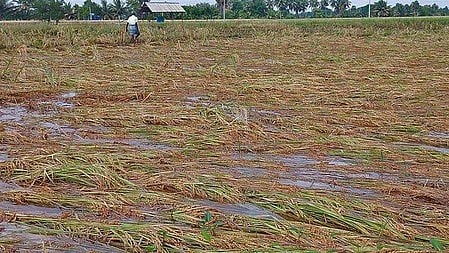 Kuruvai rice damaged following heavy rains in Tamil Nadu