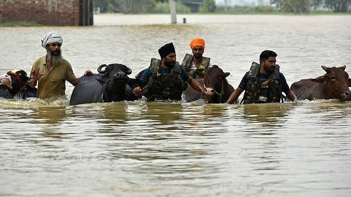 Punjab when awash in floods: Surely the govt knew a murder of mosquitoes was imminent?  