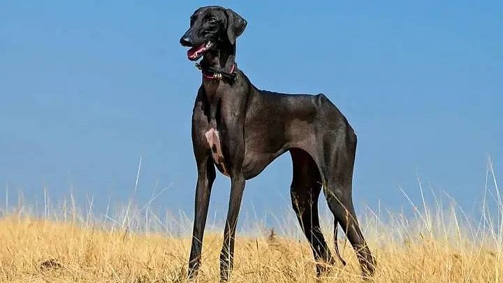 BSF deploys indigenous Mudhol hounds, triggers debate over Indian dog breeds versus nationalist pride