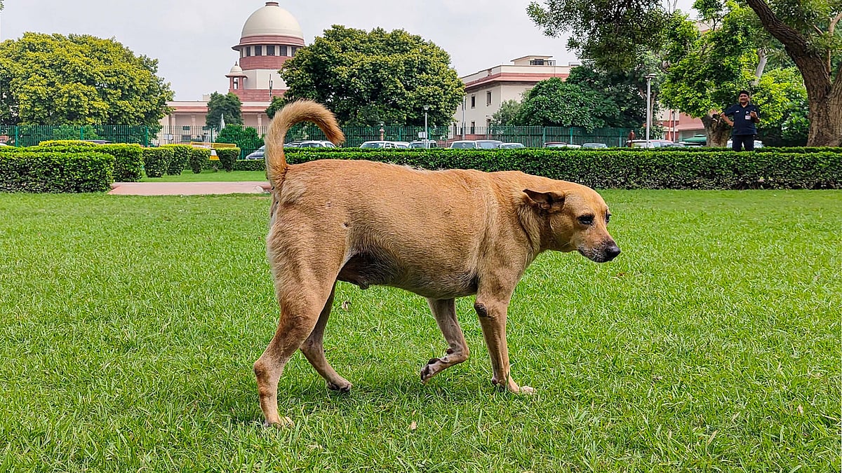 The Supreme Court’s stern warning signals growing impatience with the apathy of the states. photo: (PTI)