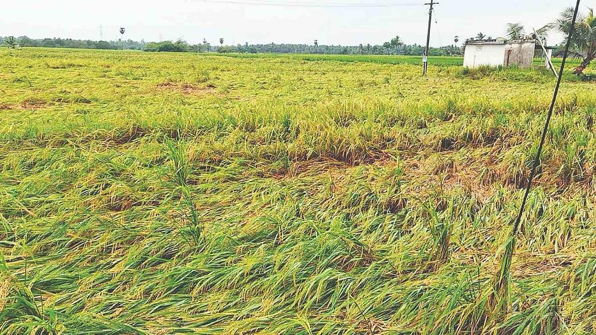 Damaged crops in Tamil Nadu.