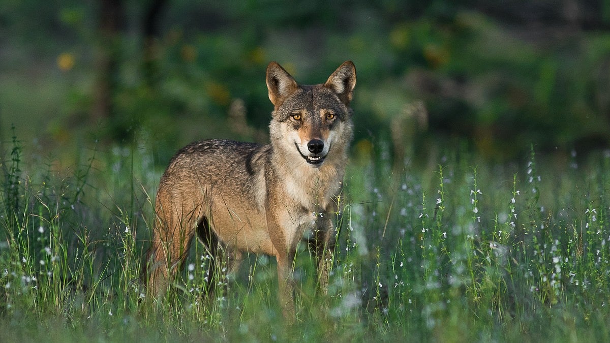 UP: Another suspected wolf attack in Bahraich, 15-month-old girl missing