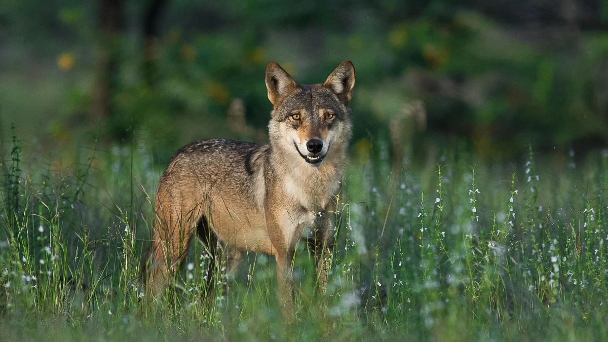 Drones and dog squads have been deployed.