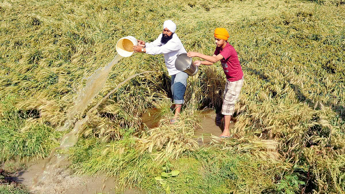 Punjab: Floods, fake grain and failed support 