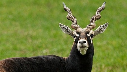 Representative image of a blackbuck.