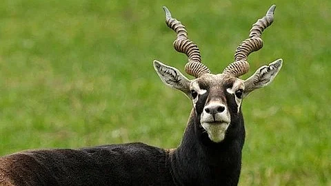Representative image of a blackbuck.