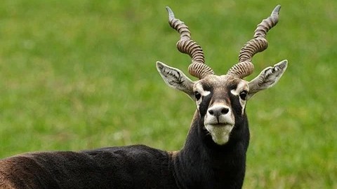 Representative image of a blackbuck.