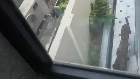 Leopard as seen from the window