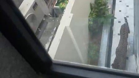 Leopard as seen from the window