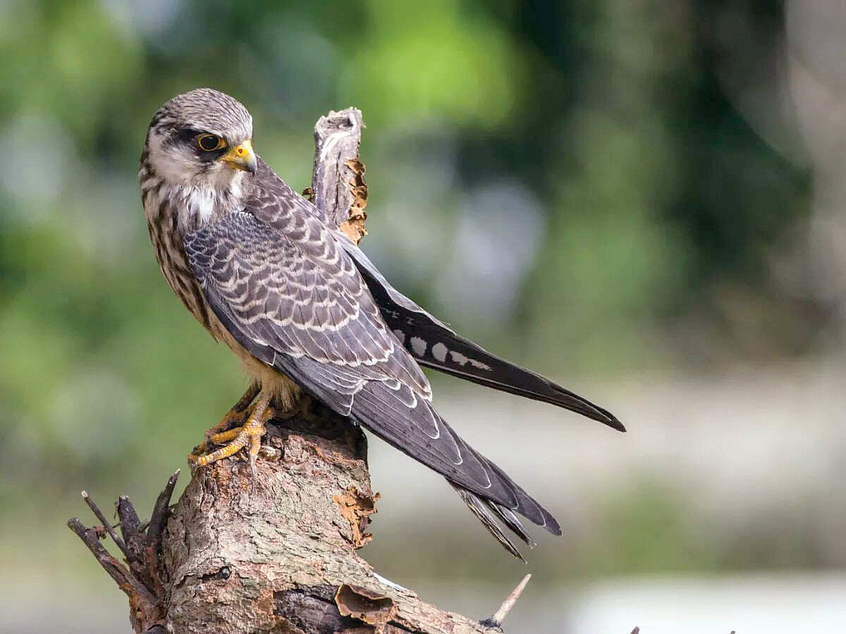 An Amur falcon up close