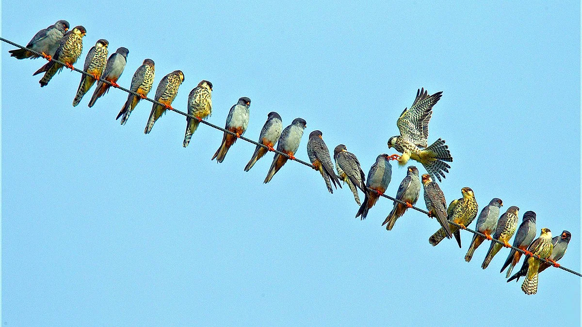 All in a happy row: A group of Amur falcons catch their breath