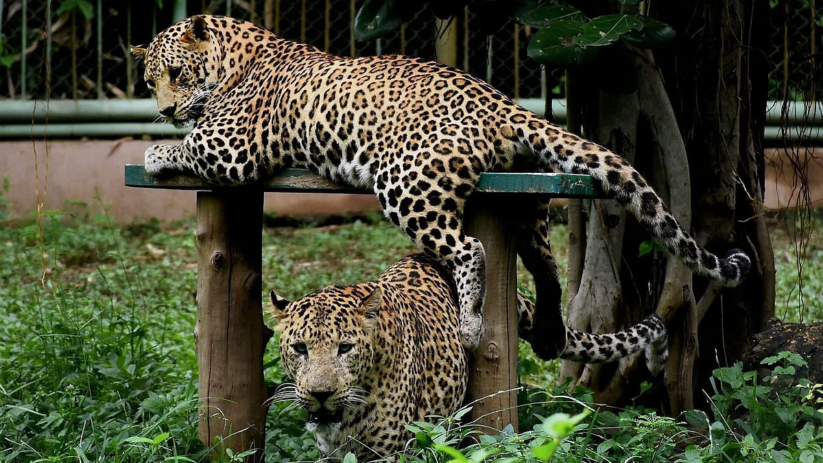 Temporary CCTVs have been proposed to track the leopard's movements. (Representative image)