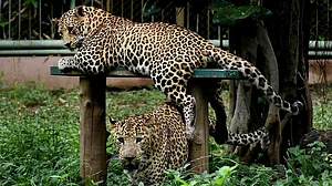 Temporary CCTVs have been proposed to track the leopard's movements. (Representative image)
