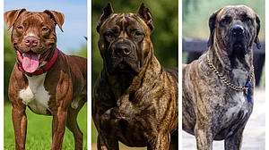 PETA India again calls for ban on foreign dog breeds after pit bull attack in Delhi