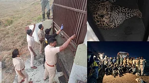 Leopard rescue at Pune airport