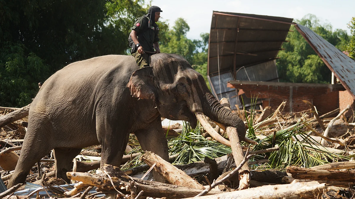 Elephant helps clear logs and debris in flood-hit Indonesia.