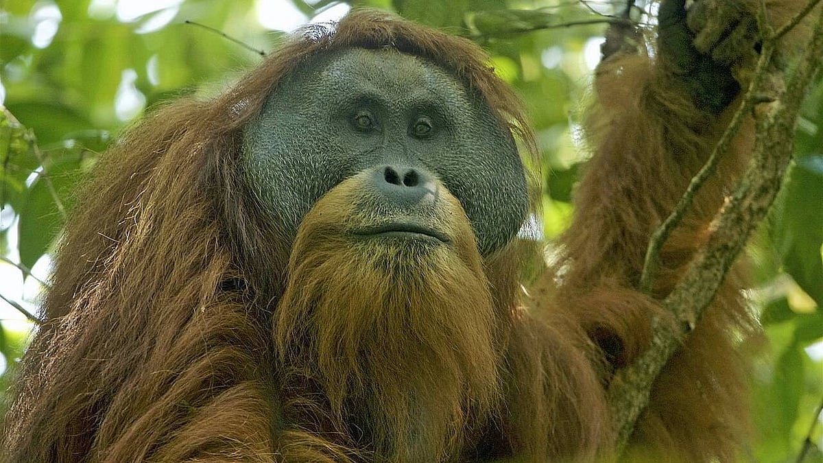 Indonesia floods push world’s rarest orangutan closer to extinction 