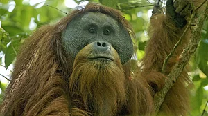 Indonesia floods push world’s rarest orangutan closer to extinction