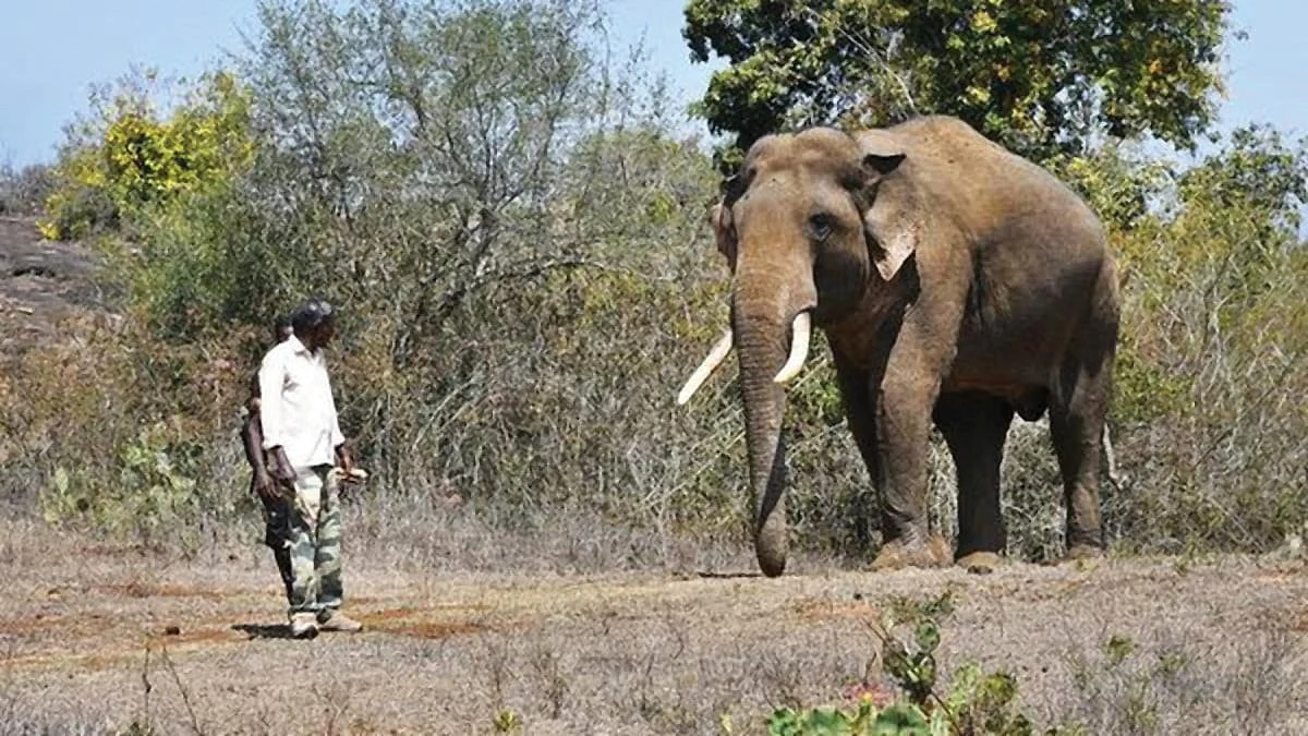 Rivaldo was last seen in late October 2025, near Theppakadu (File photo)