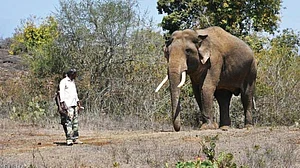 Where is Rivaldo, the elephant who haunted a landscape?