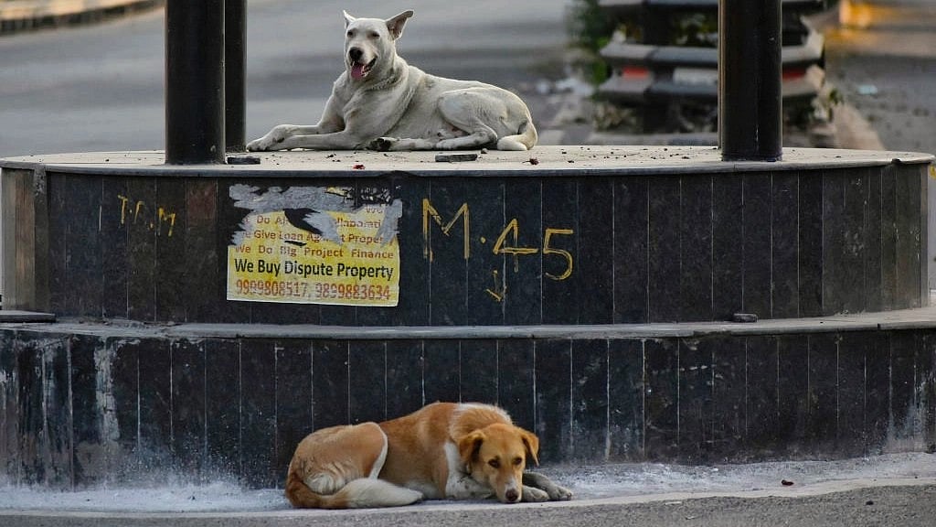 Teachers' associations ask why animal welfare departments are not handling the matter 