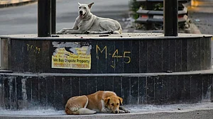 From chalkboards to chasing strays: Delhi teachers have a new role