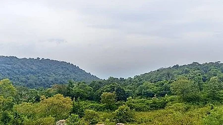 Representative image of a Tamil Nadu forest.