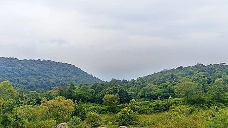 Representative image of a Tamil Nadu forest.
