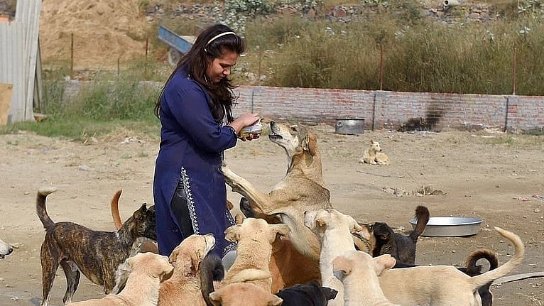 Why should these dogs roam freely, bite and scare people, judges asked.