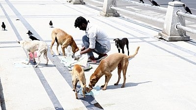 Representative image of a man feeding stray dogs.
