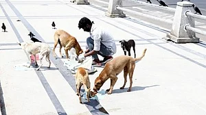 Representative image of a man feeding stray dogs.