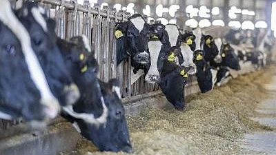 Bird flu antibodies found in a dairy cow by authorities