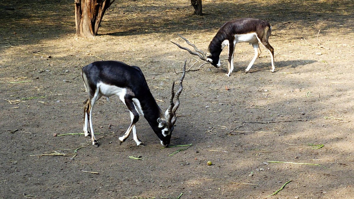 Blackbuck at Delhi Zoo
