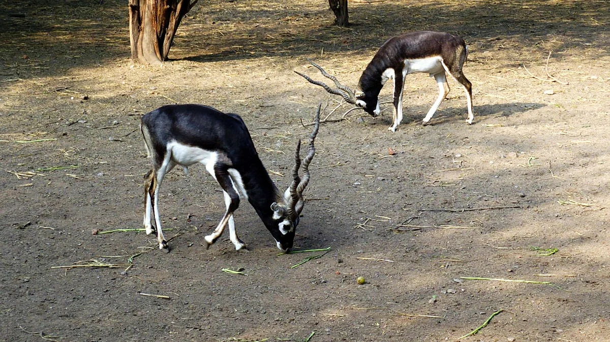 Blackbuck at Delhi Zoo