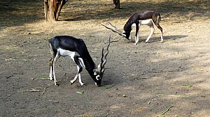 Blackbuck at Delhi Zoo