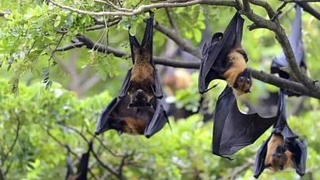 Representational image