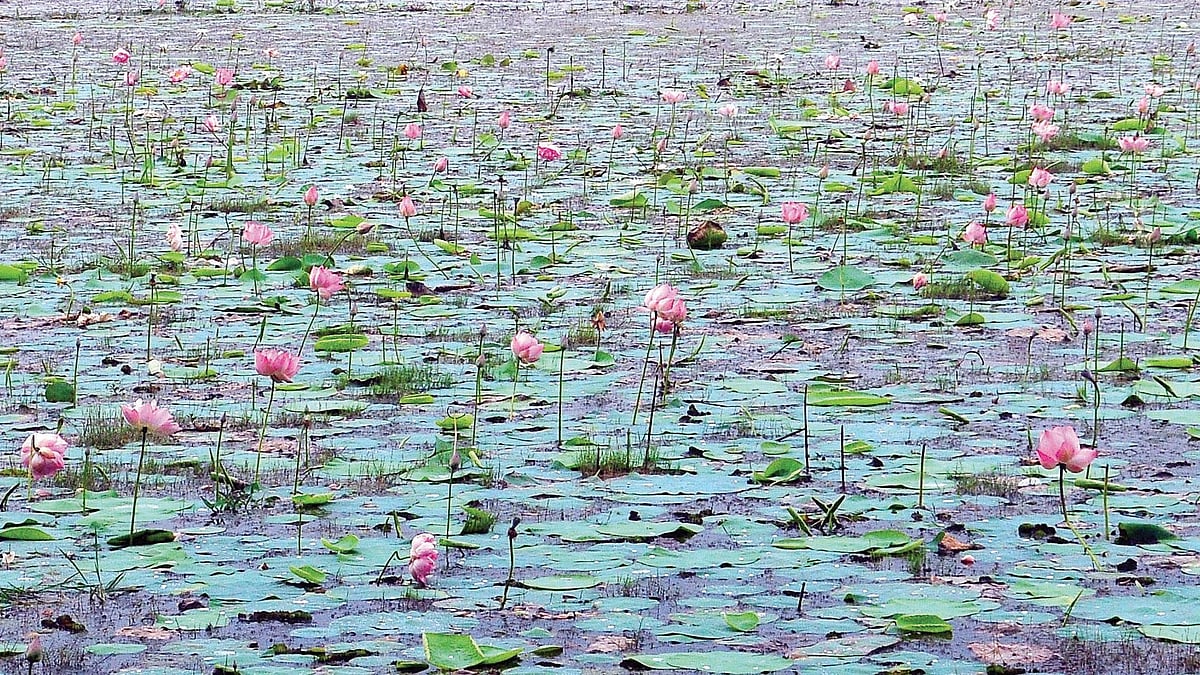 A lotus pond