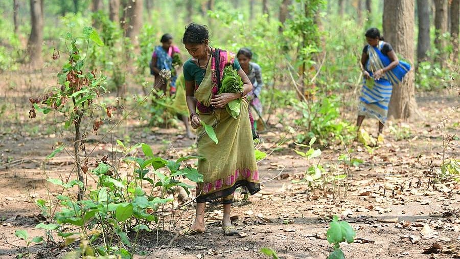 Mizoram, Nagaland, Chhattisgarh, Karnataka and Gujarat reported an increase in procurement.