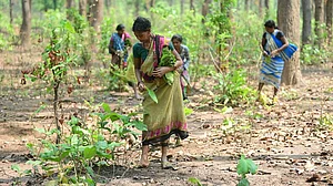 Mizoram, Nagaland, Chhattisgarh, Karnataka and Gujarat reported an increase in procurement.