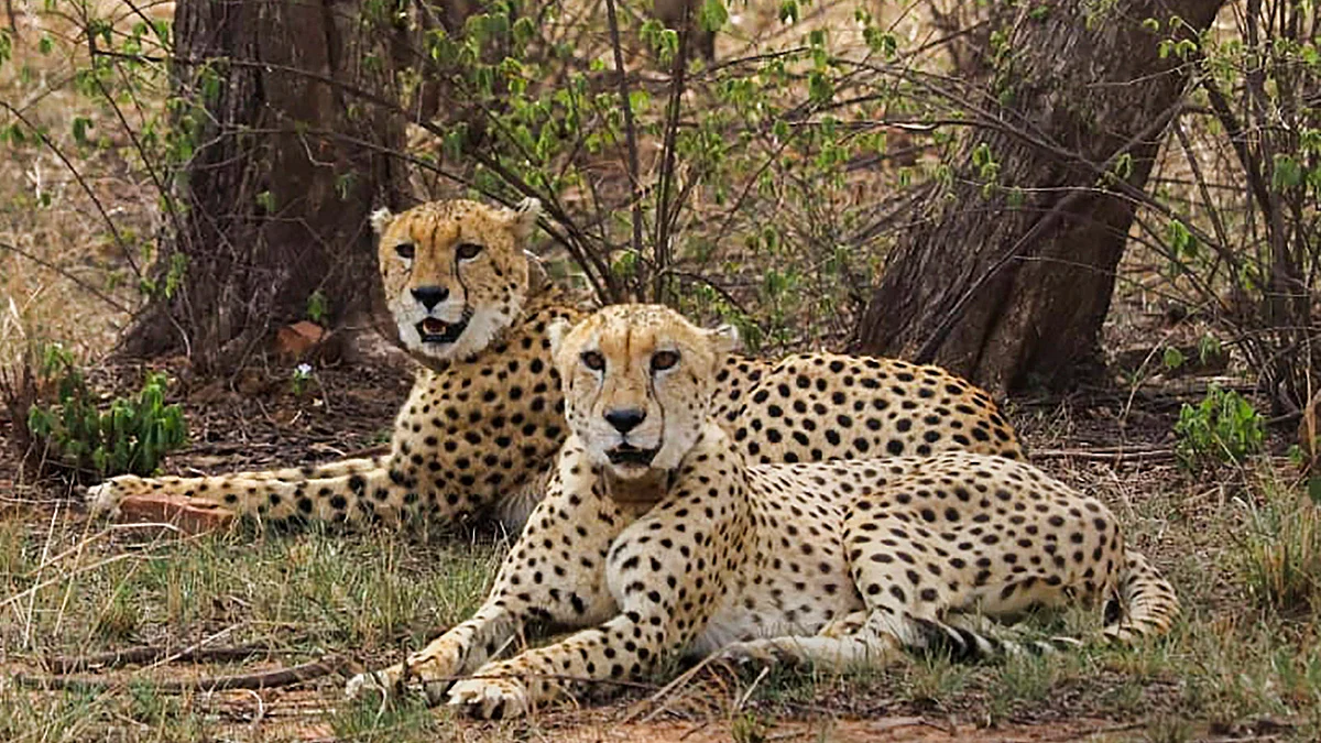 Cheetahs at Kuno National Park 